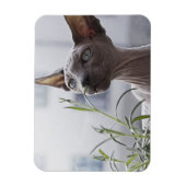 Magnet Flexible Plante de renfort de chat sans cheveux gris (Vertical)