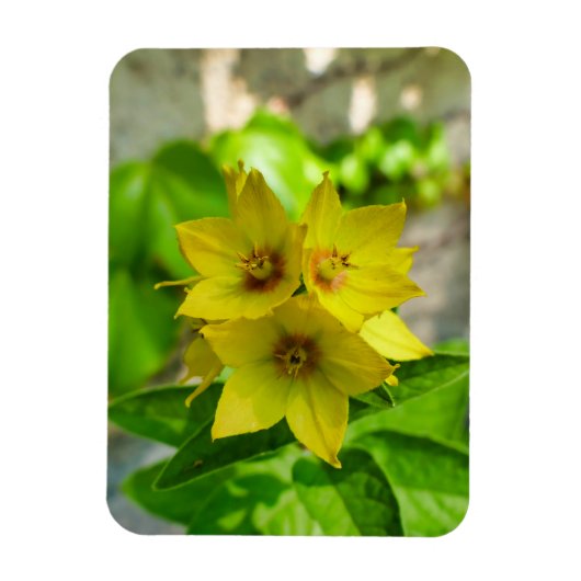 Magnet Flexible Plante du Yucca (Vertical)