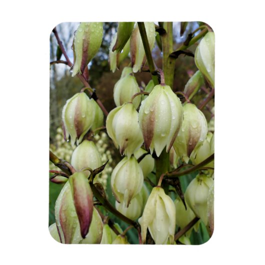 Magnet Flexible Plante du Yucca (Vertical)