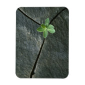 Magnet Flexible Plante qui cultive dans une sangle fissurée (Vertical)