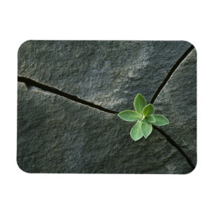 Magnet Flexible Plante s'élevant à Boulder criqué