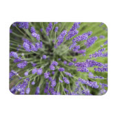 Magnet Flexible Plantes de lavande (Horizontal)