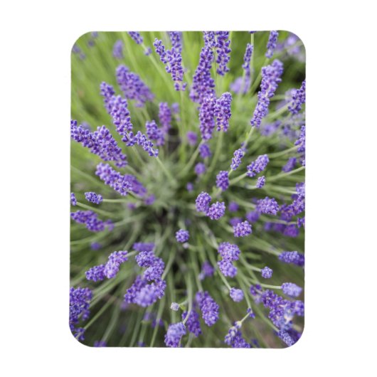 Magnet Flexible Plantes de lavande (Vertical)