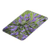 Magnet Flexible Plantes de lavande (Côté Gauche)