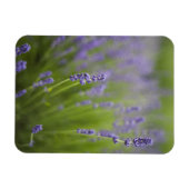 Magnet Flexible Plantes de lavande 2 (Horizontal)