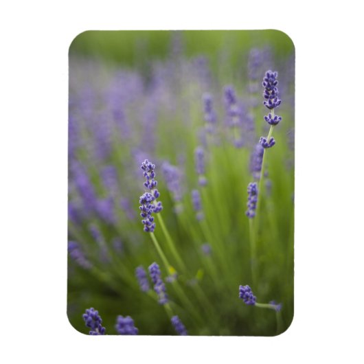Magnet Flexible Plantes de lavande 2 (Vertical)