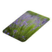 Magnet Flexible Plantes de lavande 2 (Côté Gauche)