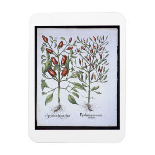 Magnet Flexible Plantes de poivre de piments, du 'Hortus