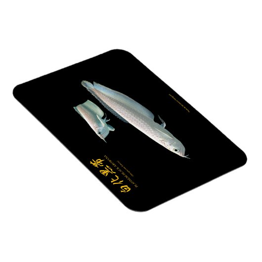 Magnet Flexible platinum Black Arowana (Côté Droit)