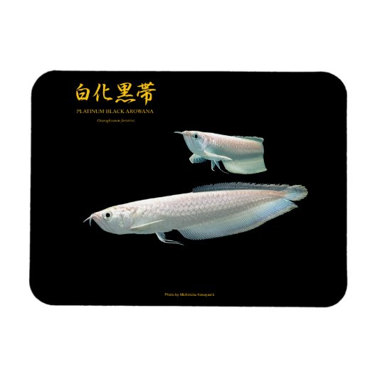 Magnet Flexible platinum Black Arowana (Horizontal)