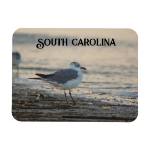 Magnet Flexible Plover sur la plage