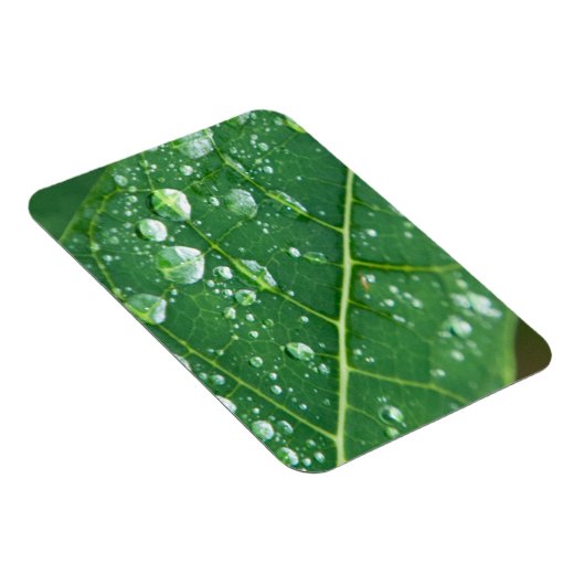 Magnet Flexible Pluie sur Papaya Leaf (Côté Droit)