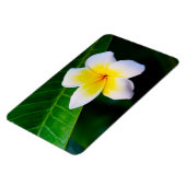 Magnet Flexible Plumerias (Côté Gauche)