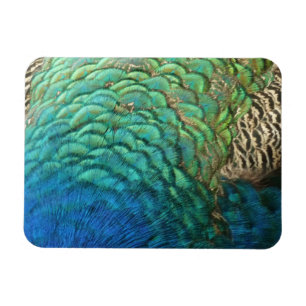 Magnet Flexible Plumes de paon I Design de nature abstrait coloré