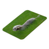 Magnet Flexible Poil à fil standard Dachshund en herbe (Côté Gauche)