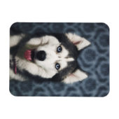 Magnet Flexible Poing Husky Puppy avec un fond sombre (Horizontal)