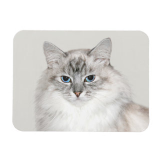 Magnet Flexible Point bleu Chat himalayen