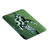 Magnet Flexible Poison Dart Frog, (Dendrobates auratus) Cahuita (Côté Droit)