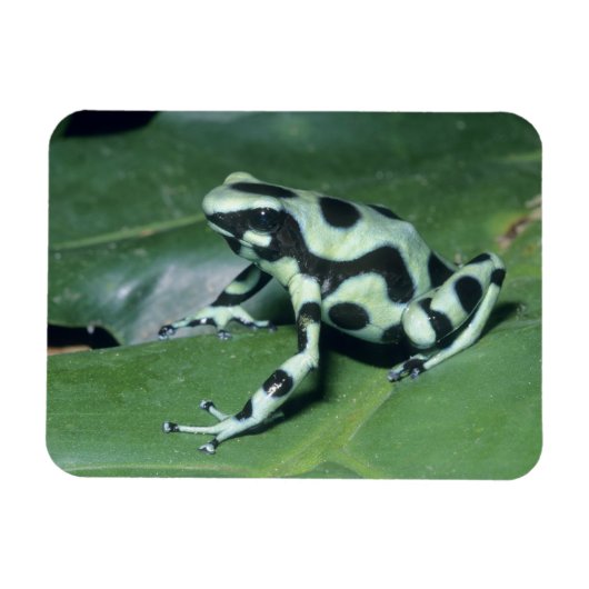 Magnet Flexible Poison Dart Frog, (Dendrobates auratus) Cahuita (Horizontal)