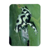 Magnet Flexible Poison Dart Frog, (Dendrobates auratus) Cahuita (Vertical)