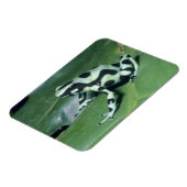 Magnet Flexible Poison Dart Frog, (Dendrobates auratus) Cahuita (Côté Gauche)