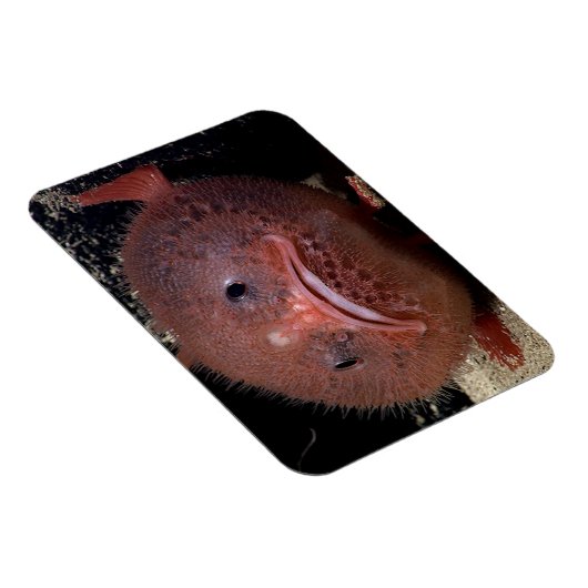 Magnet Flexible Poisson (Côté Droit)