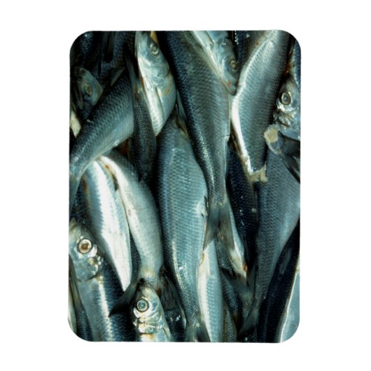 Magnet Flexible Poisson (Vertical)