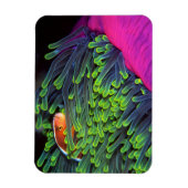 Magnet Flexible Poisson Anémonique Caché En Anémone, Mozambique 2 (Vertical)