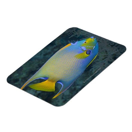 Magnet Flexible Poisson-ange (Côté Gauche)