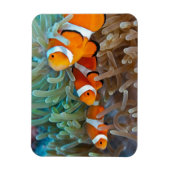Magnet Flexible Poisson clown (Vertical)