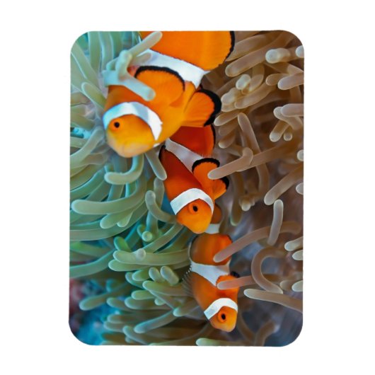 Magnet Flexible Poisson clown (Vertical)