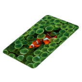 Magnet Flexible Poisson clown tropical (Côté Gauche)