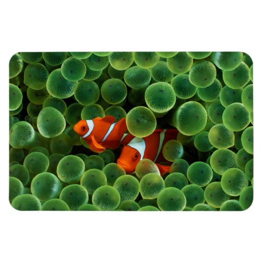 Magnet Flexible Poisson clown tropical (Horizontal)