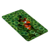 Magnet Flexible Poisson clown tropical (Côté Droit)