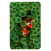 Magnet Flexible Poisson clown tropical (Vertical)