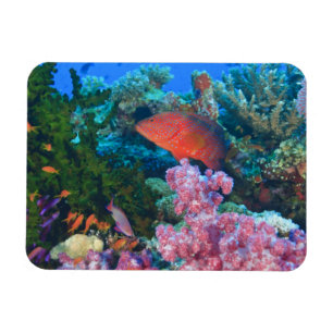 Magnet Flexible poisson-échelle Pseudanthias (Pseudanthias