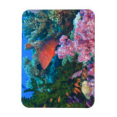 Magnet Flexible poisson-échelle Pseudanthias (Pseudanthias (Vertical)