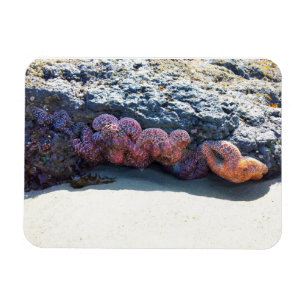 Magnet Flexible Poisson étoilée colorée à Bob Creek, OU