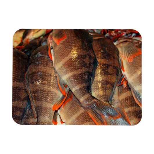 Magnet Flexible Poisson frais (Horizontal)