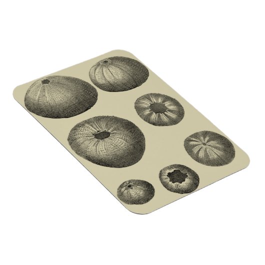 Magnet Flexible Poisson noir et blanc (Côté Droit)