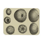 Magnet Flexible Poisson noir et blanc (Horizontal)