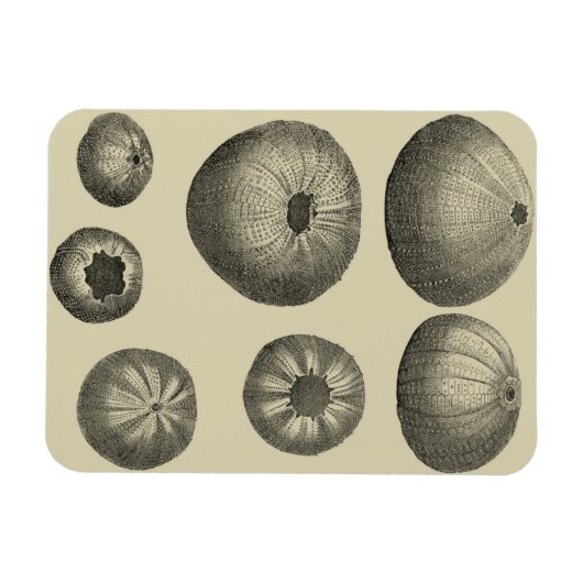 Magnet Flexible Poisson noir et blanc (Horizontal)