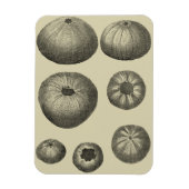 Magnet Flexible Poisson noir et blanc (Vertical)