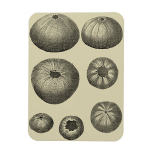 Magnet Flexible Poisson noir et blanc