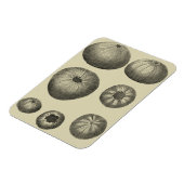 Magnet Flexible Poisson noir et blanc (Côté Gauche)