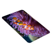 Magnet Flexible Poisson tropical  (Côté Droit)