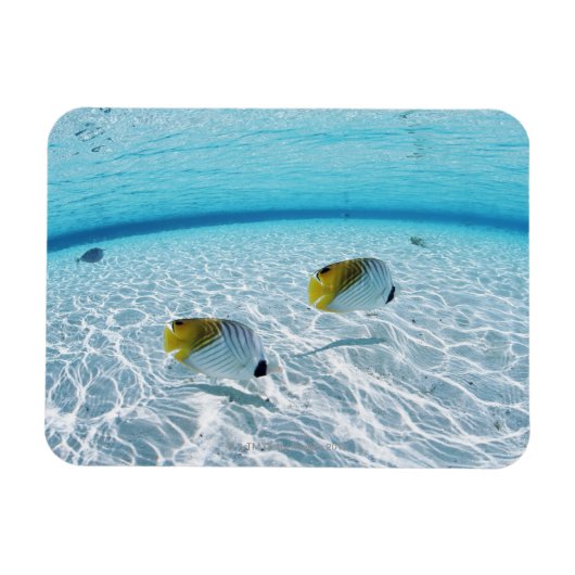 Magnet Flexible Poissons en mer 2 (Horizontal)