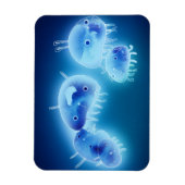 Magnet Flexible Poissons gelés 2013 (Vertical)