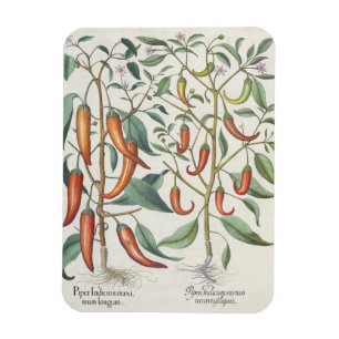 Magnet Flexible Poivrons : longum de maximum de 1.Piper Indicum ;