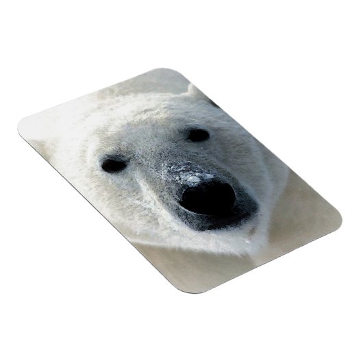 Magnet Flexible Polar Bear (Côté Droit)